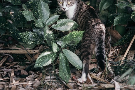 珍稀猞猁图片大放送！别错过了！