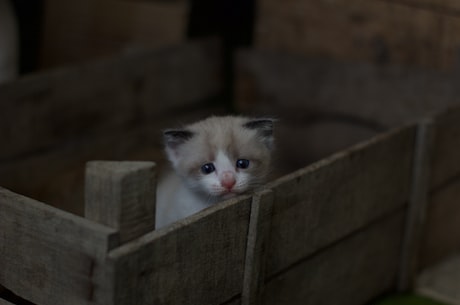 波斯猫歌词：音乐和萌宠的完美结合