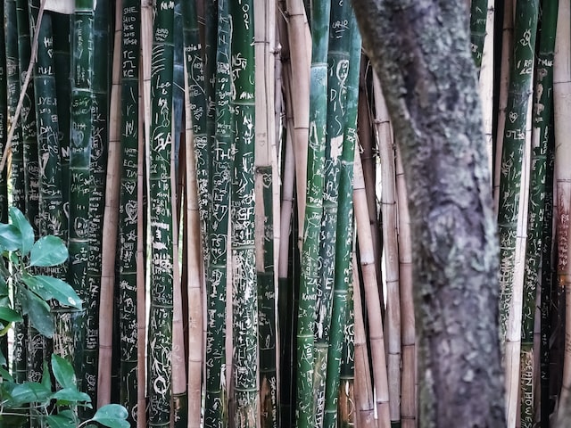 让你轻松掌握‘贯’字的正确写法