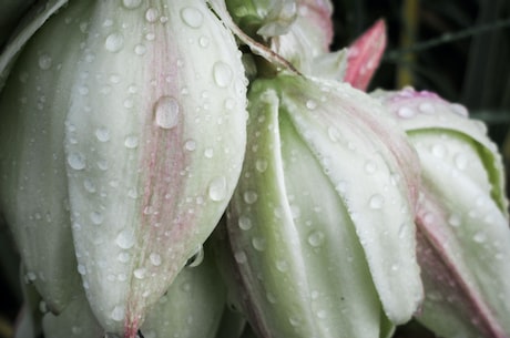 春夜喜雨 古诗意思